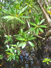 Rhizophora