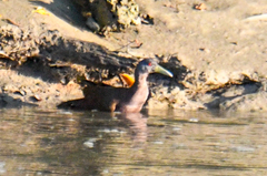 Gallirallus castaneoventris