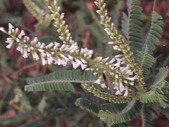 Eysenhardtia polystachya