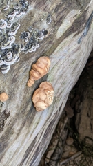 Trichoderma peltatum