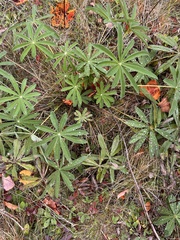 Lupinus polyphyllus