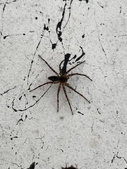 Dolomedes