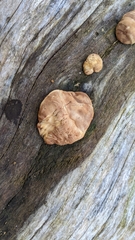 Trichoderma peltatum