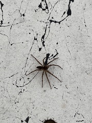 Dolomedes