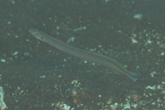 Gunnellichthys monostigma