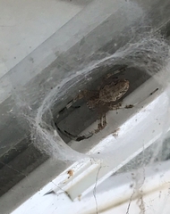 Nephilingis cruentata