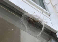 Nephilingis cruentata