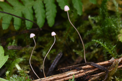 Mycena pterigena