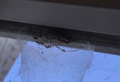 Nephilingis cruentata