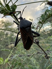 Pachylis neocalifornicus