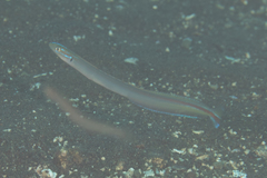 Gunnellichthys monostigma