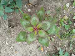 Acalypha phleoides
