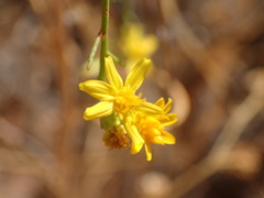 Gutierrezia californica