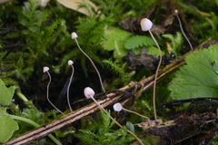 Mycena pterigena