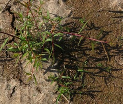 Alternanthera sessilis