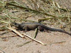 Sceloporus dugesii