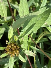Bidens connata