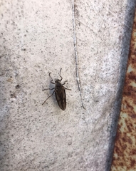 Chiromyzinae