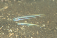 Ptereleotris rubristigma