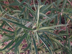 Barkleyanthus salicifolius