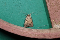 Spodoptera cilium