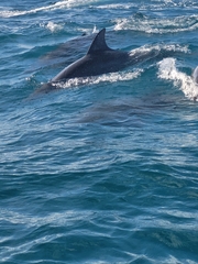 Tursiops