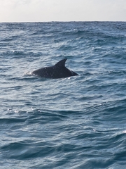 Tursiops