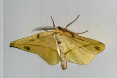 Omiza miliaria