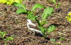 Fluvicola nengeta