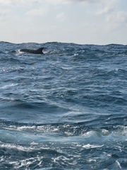 Tursiops
