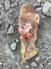 Andricus crystallinus