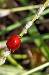 Cycloneda sanguinea