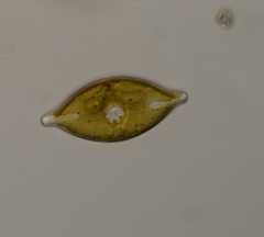 Anomoeoneis