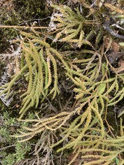 Lycopodium volubile