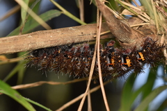 Ormiscodes cinnamomea