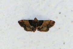 Pyralis pictalis