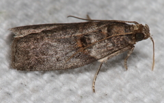 Acrobasis minimella