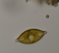 Anomoeoneis