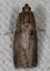 Acrobasis minimella