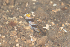 Stonogobiops nematodes