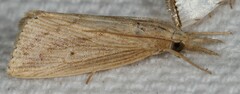 Diatraea lisetta