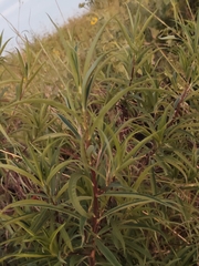 Barkleyanthus salicifolius
