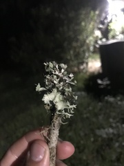 Parmotrema perforatum