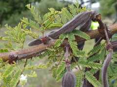 Vachellia schaffneri