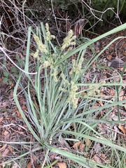 Cyperus ligularis