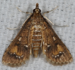 Niphograpta albiguttalis