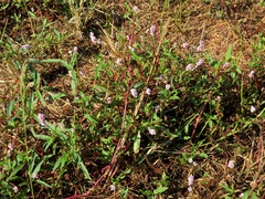 Persicaria bicornis