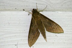 Theretra boisduvalii