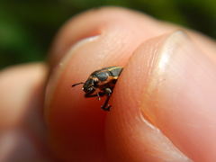 Eudiagogus maryae