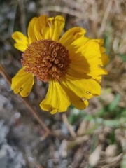 Helenium bigelovii